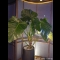 Landscaping Services